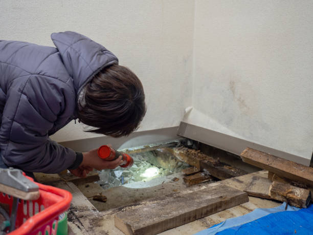 Best Dehumidification Services  in Chippewa Falls, WI