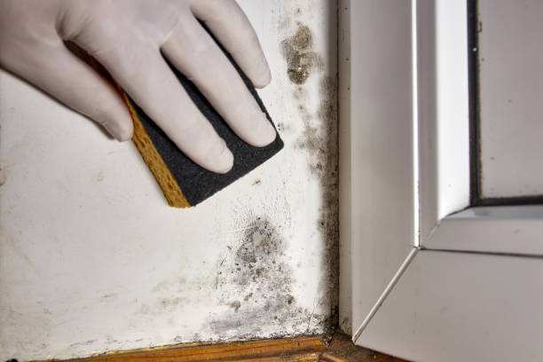 Asbestos and Lead Testing During Mold Inspection in Chippewa Falls, WI